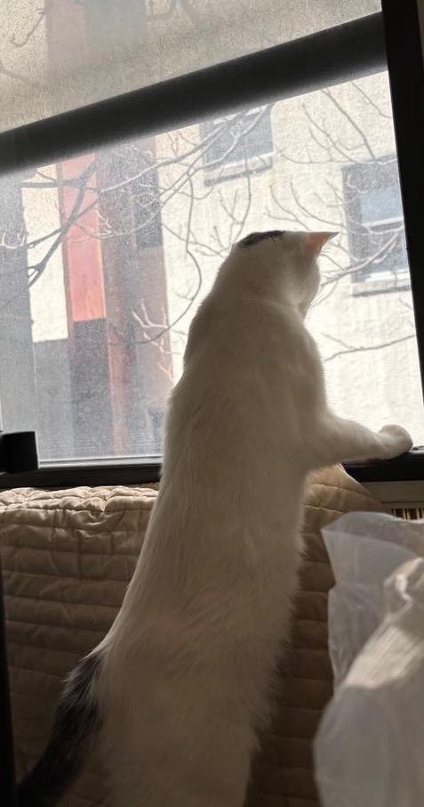 Enlarge MIRI --CUTIE LOVEBUG!, a Adoptable mixed breed in New York, NY image 4/6