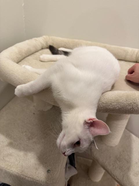 Enlarge MIRI --CUTIE LOVEBUG!, a Adoptable mixed breed in New York, NY image 5/6