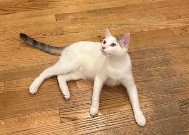 Enlarge MIRI --CUTIE LOVEBUG!, a Adoptable mixed breed in New York, NY image 6/6