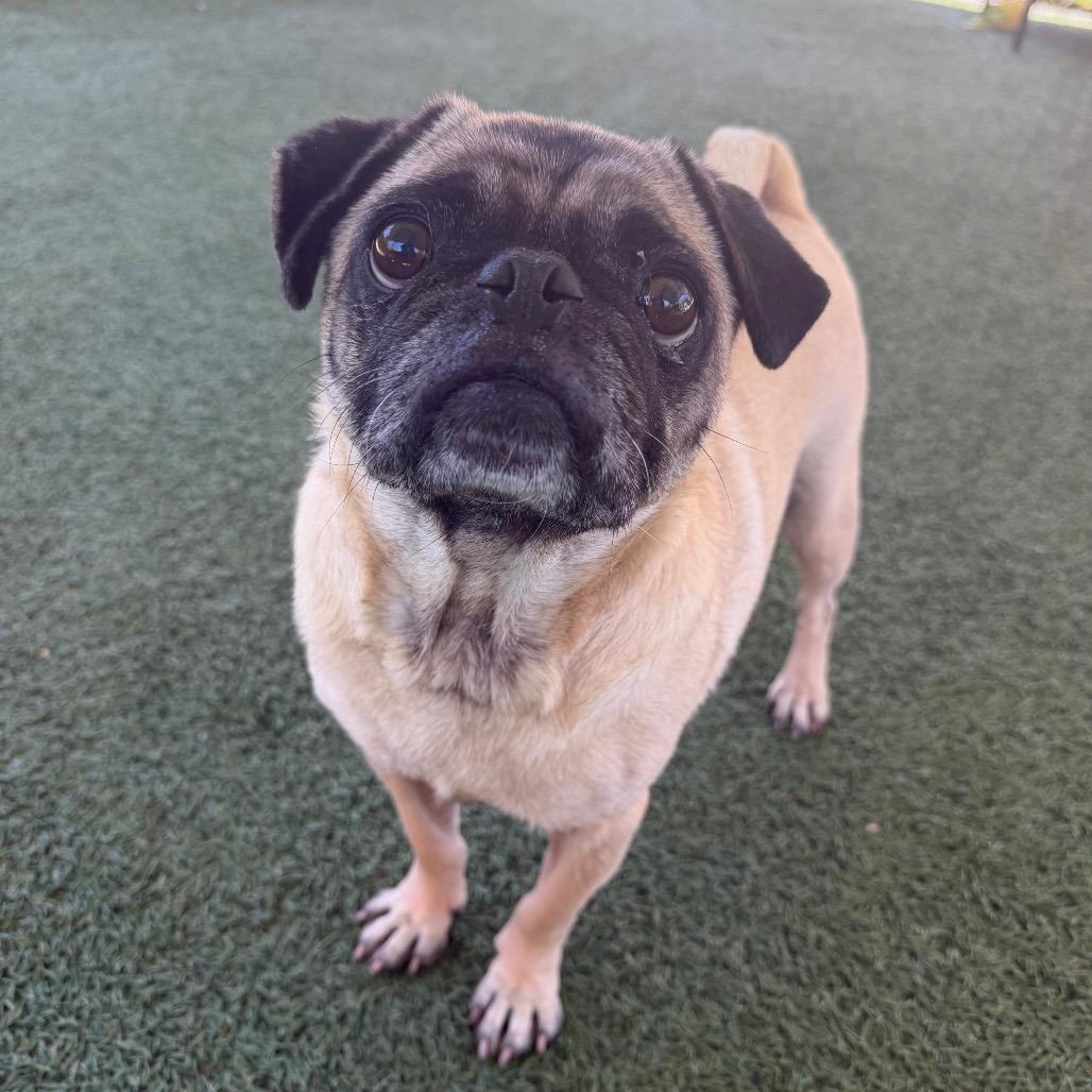 Enlarge Willie, a Adoptable Pug in Buellton, CA image 1/6