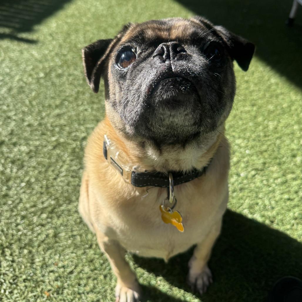 Enlarge Willie, a Adoptable Pug in Buellton, CA image 2/6