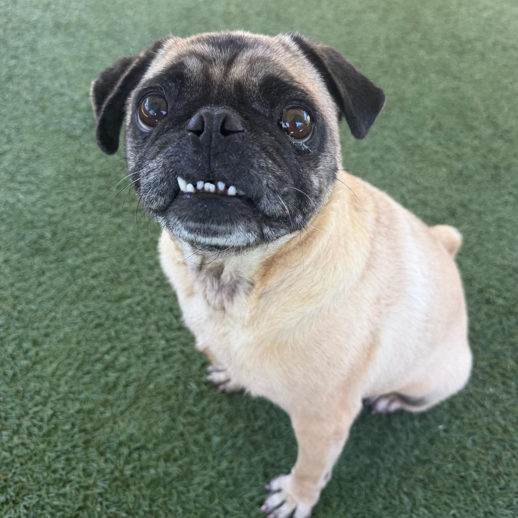 Enlarge Willie, a Adoptable Pug in Buellton, CA image 3/6