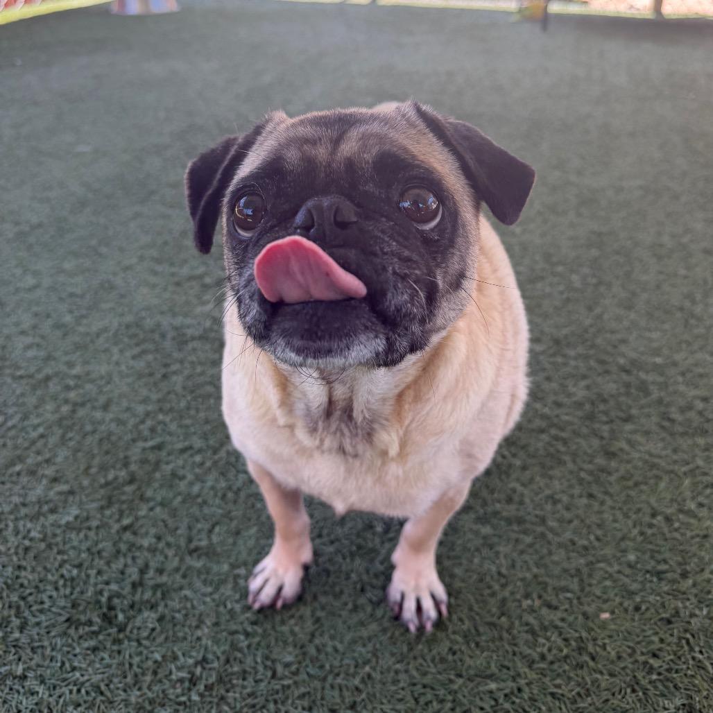 Enlarge Willie, a Adoptable Pug in Buellton, CA image 4/6