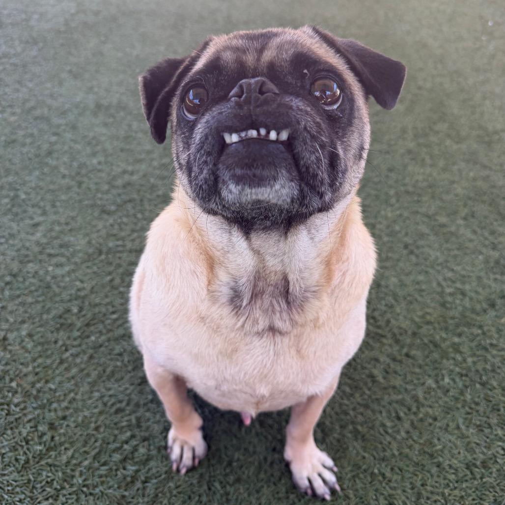 Enlarge Willie, a Adoptable Pug in Buellton, CA image 5/6