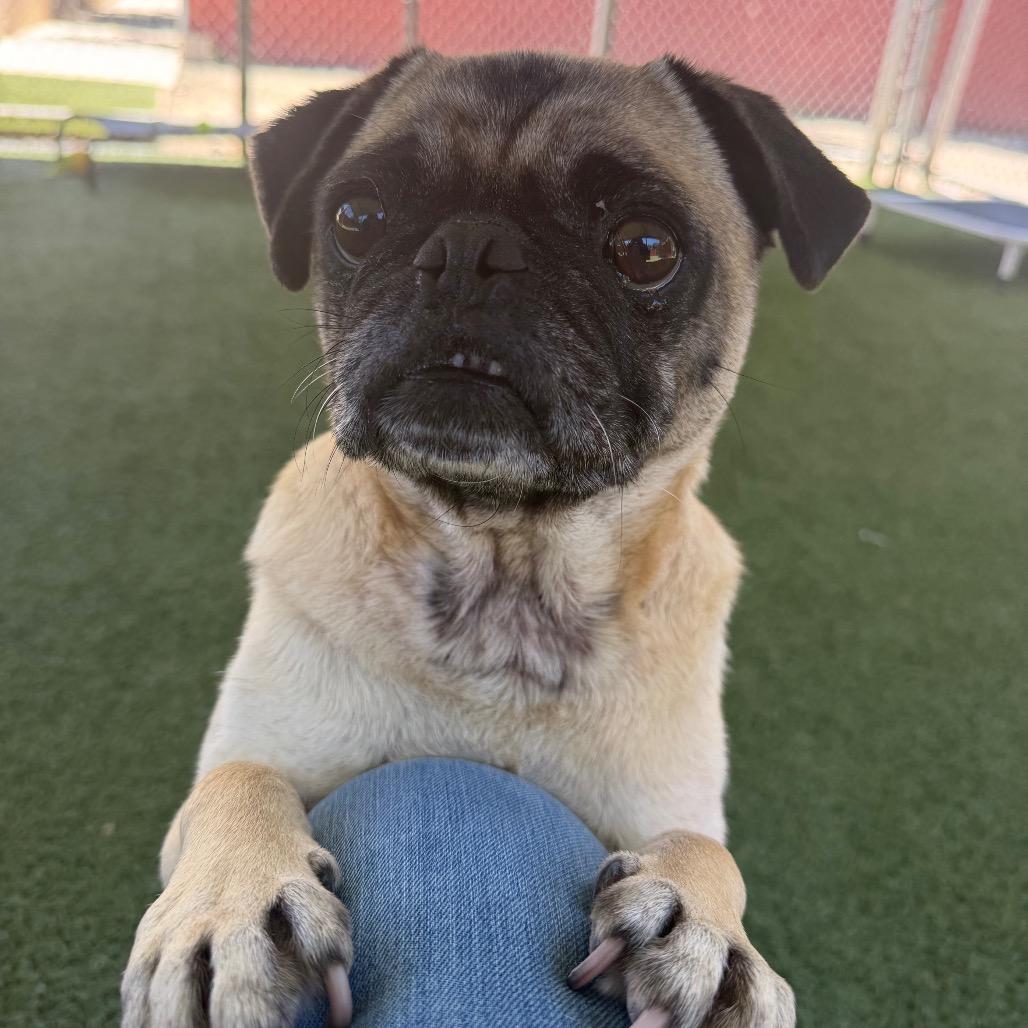 Enlarge Willie, a Adoptable Pug in Buellton, CA image 6/6