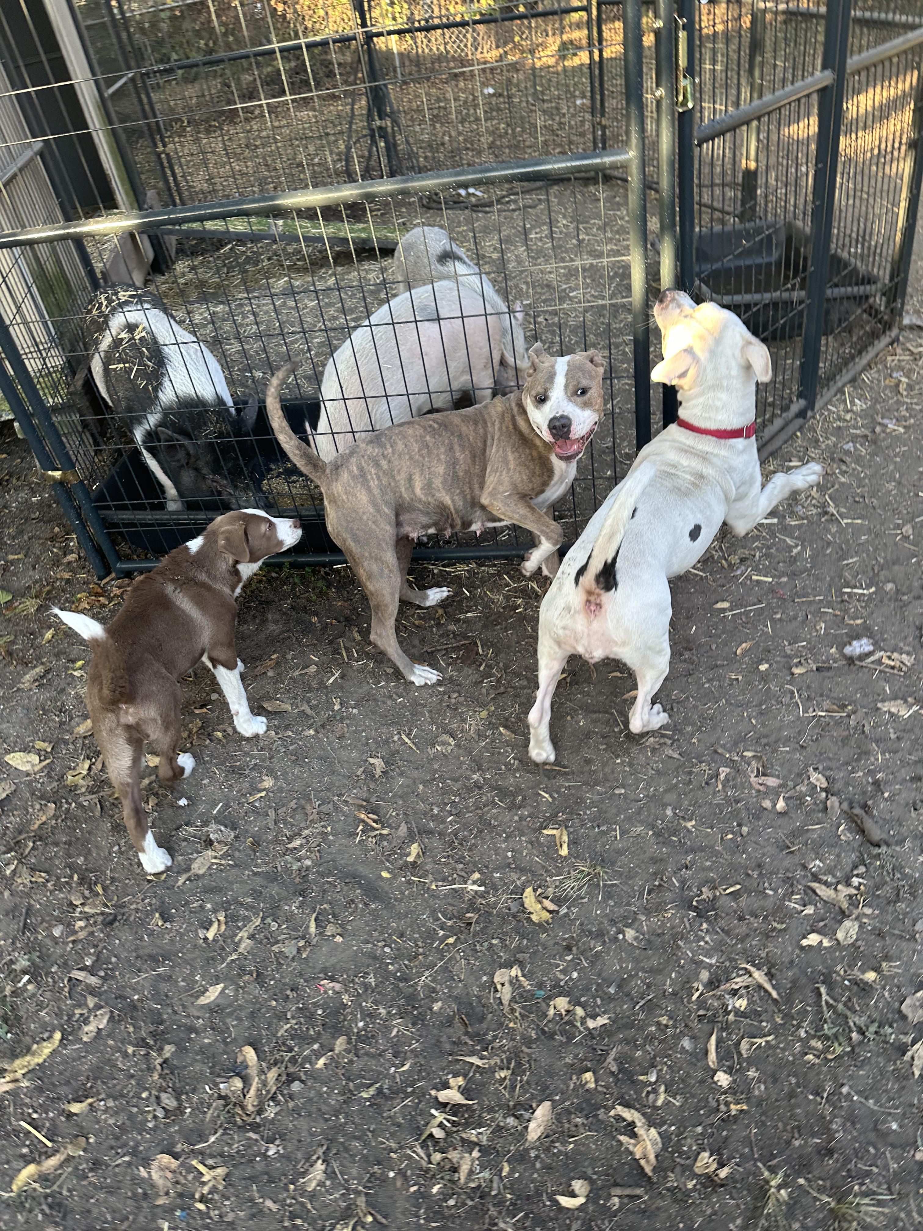 Enlarge Skipper, a Adoptable Pit Bull Terrier in Evans City, PA image 4/6