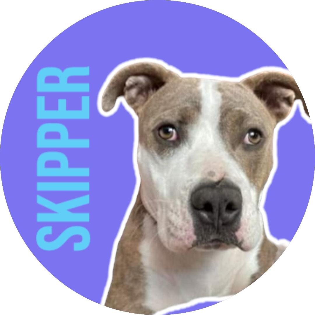 Enlarge Skipper, a Adoptable Pit Bull Terrier in Evans City, PA image 1/6