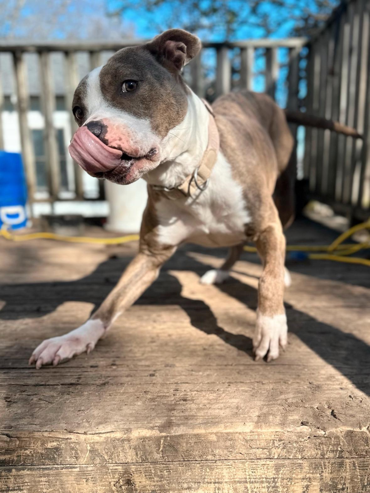 Enlarge Skipper, a Adoptable Pit Bull Terrier in Evans City, PA image 5/6