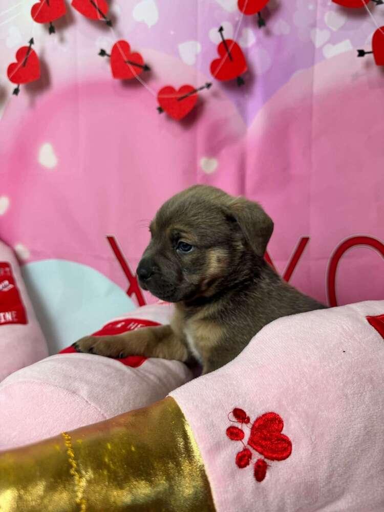 Anna, Adoptable, Puppy Female Mixed Breed.