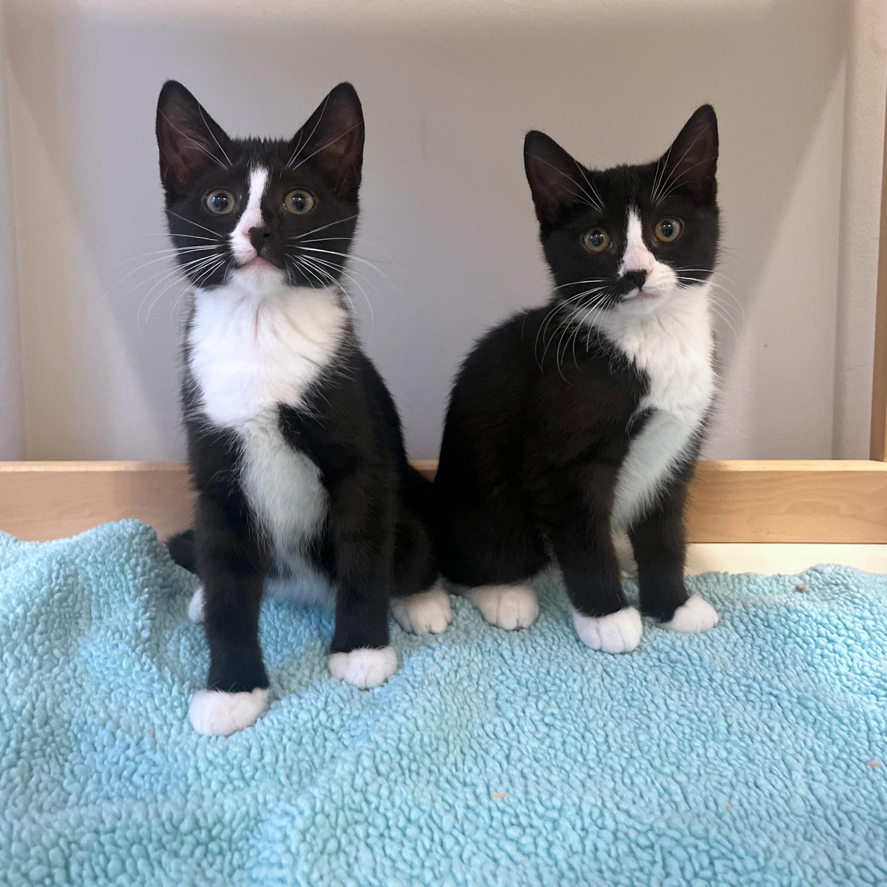 Nori & Nim (bonded pair), Adoptable, Kitten Female Domestic Short Hair.