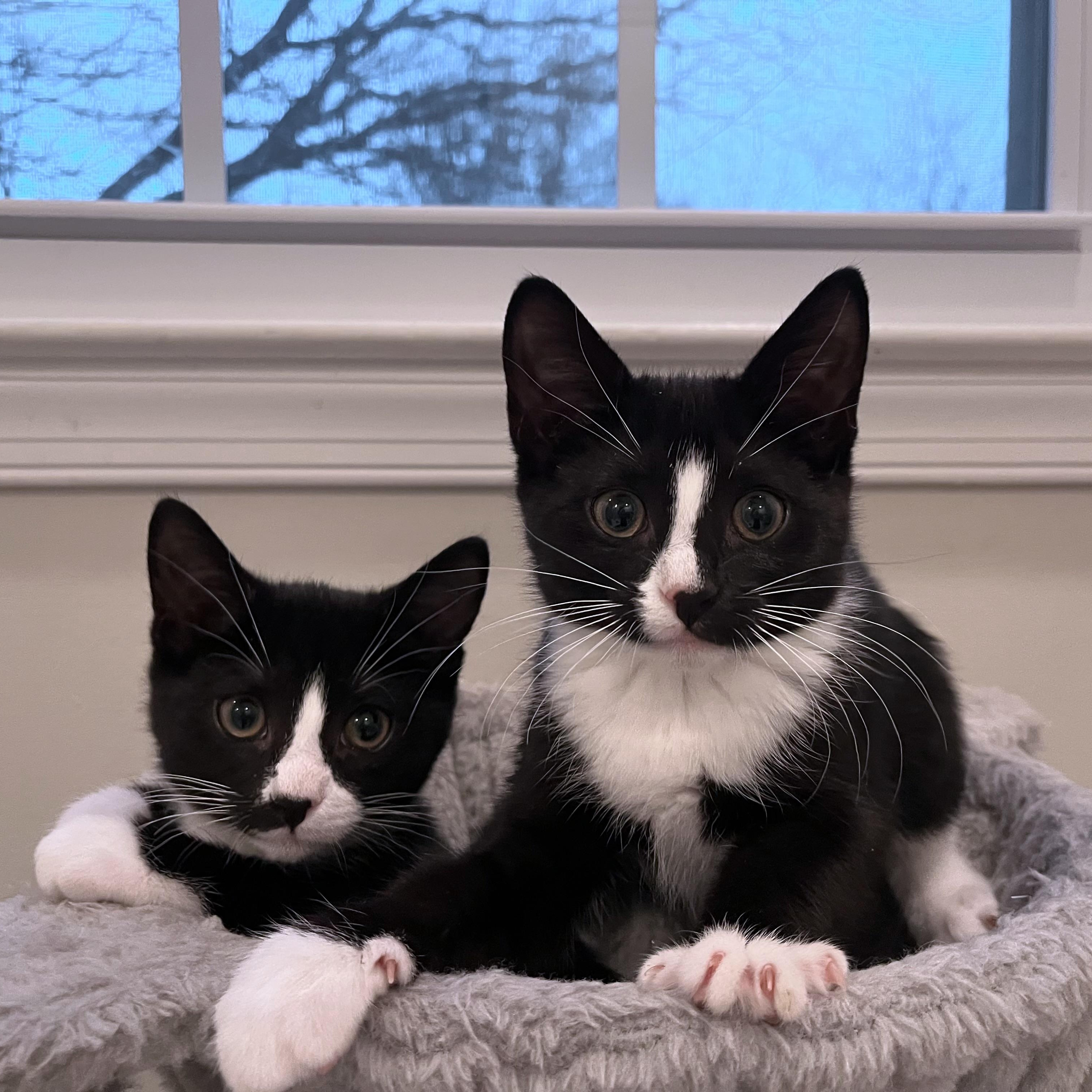 Nori & Nim (bonded pair), an adoption pending Domestic Short Hair in Alexandria, VA image 2/6