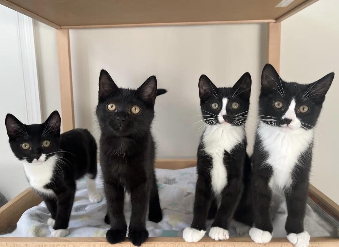 Nori & Nim (bonded pair), an adoption pending Domestic Short Hair in Alexandria, VA image 5/6