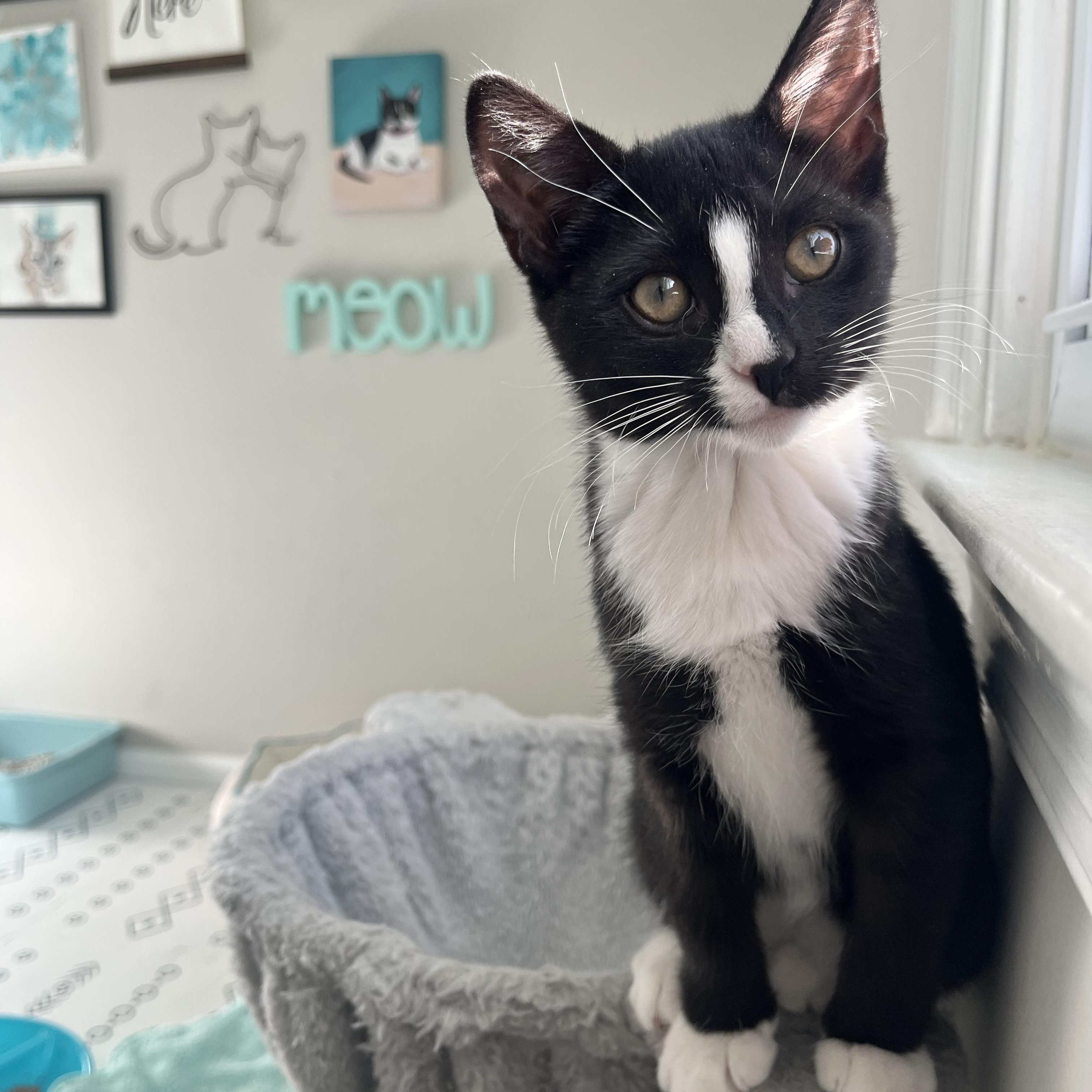 Nori & Nim (bonded pair), an adoption pending Domestic Short Hair in Alexandria, VA image 4/6