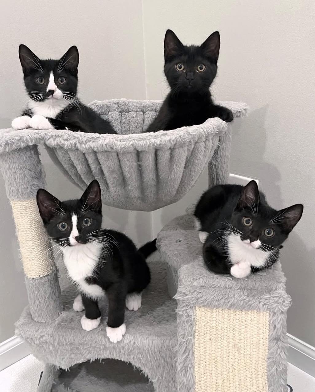 Nori & Nim (bonded pair), an adoption pending Domestic Short Hair in Alexandria, VA image 6/6