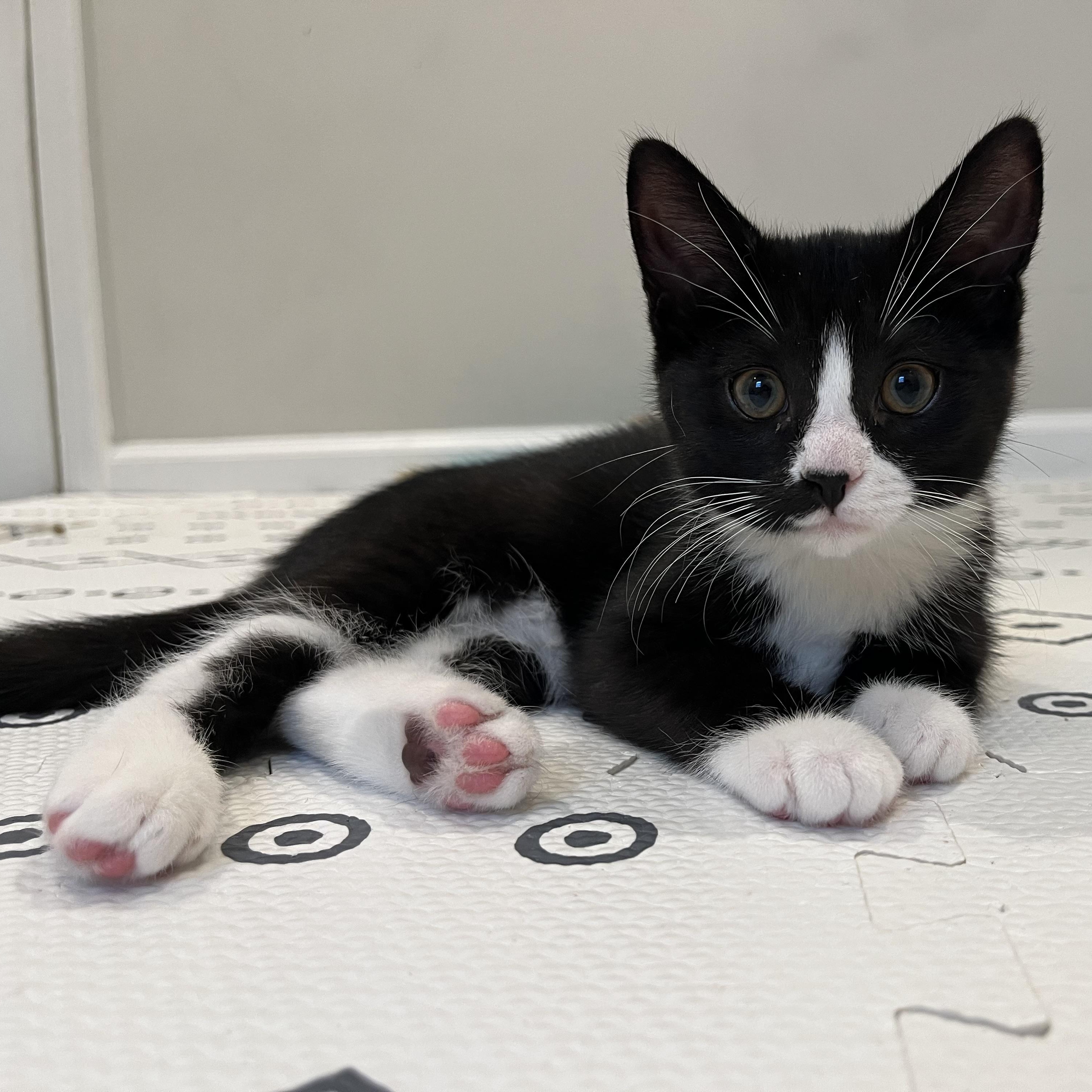 Nori & Nim (bonded pair), an adoption pending Domestic Short Hair in Alexandria, VA image 3/6