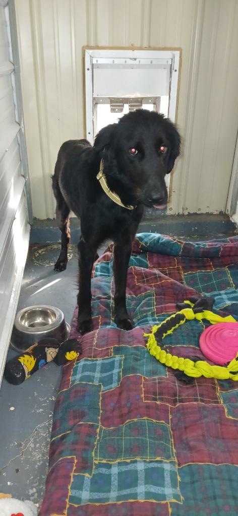 Felix, Adoptable, Young Male Mixed Breed.