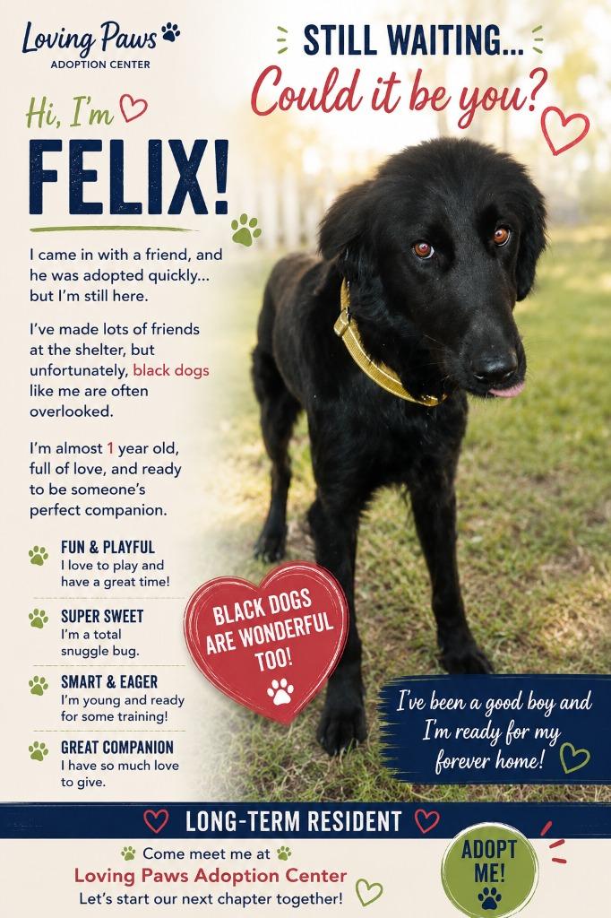 Enlarge Felix, a Adoptable mixed breed in Crocker, MO image 2/3