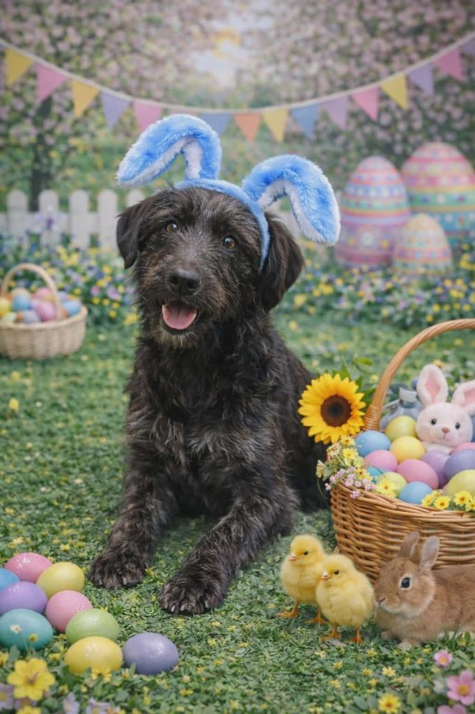 Enlarge Felix, a Adoptable Mixed Breed in Crocker, MO image 3/3