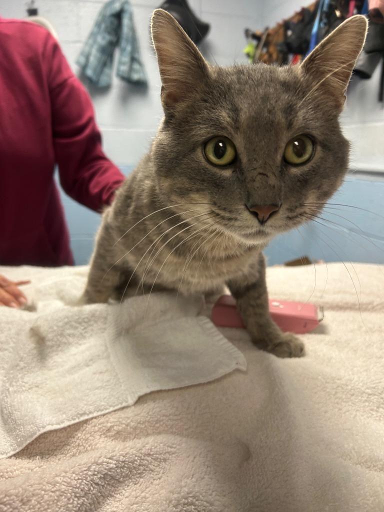 Kitty Boy, Adoptable, Young Male Domestic Short Hair.