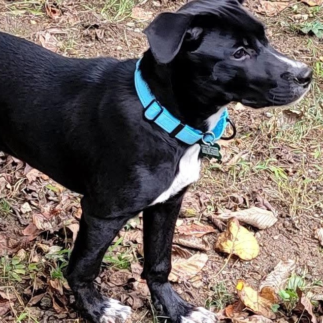 Enlarge Jet, a Adoptable mixed breed in Elkton, MD image 2/4
