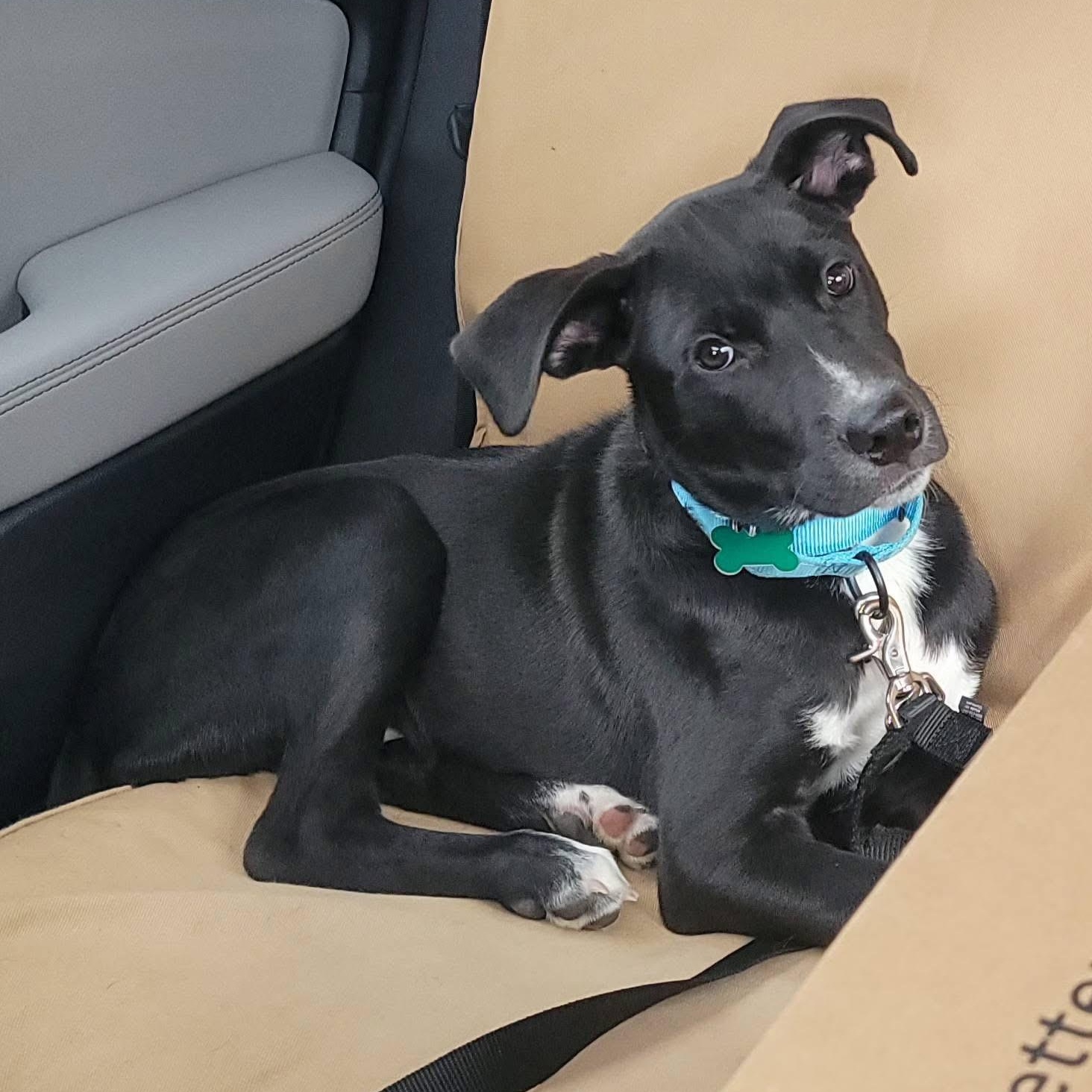 Jet, Adoptable, Puppy Male Labrador Retriever.
