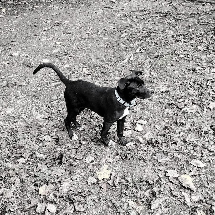 Enlarge Jet, a Adoptable mixed breed in Elkton, MD image 4/4