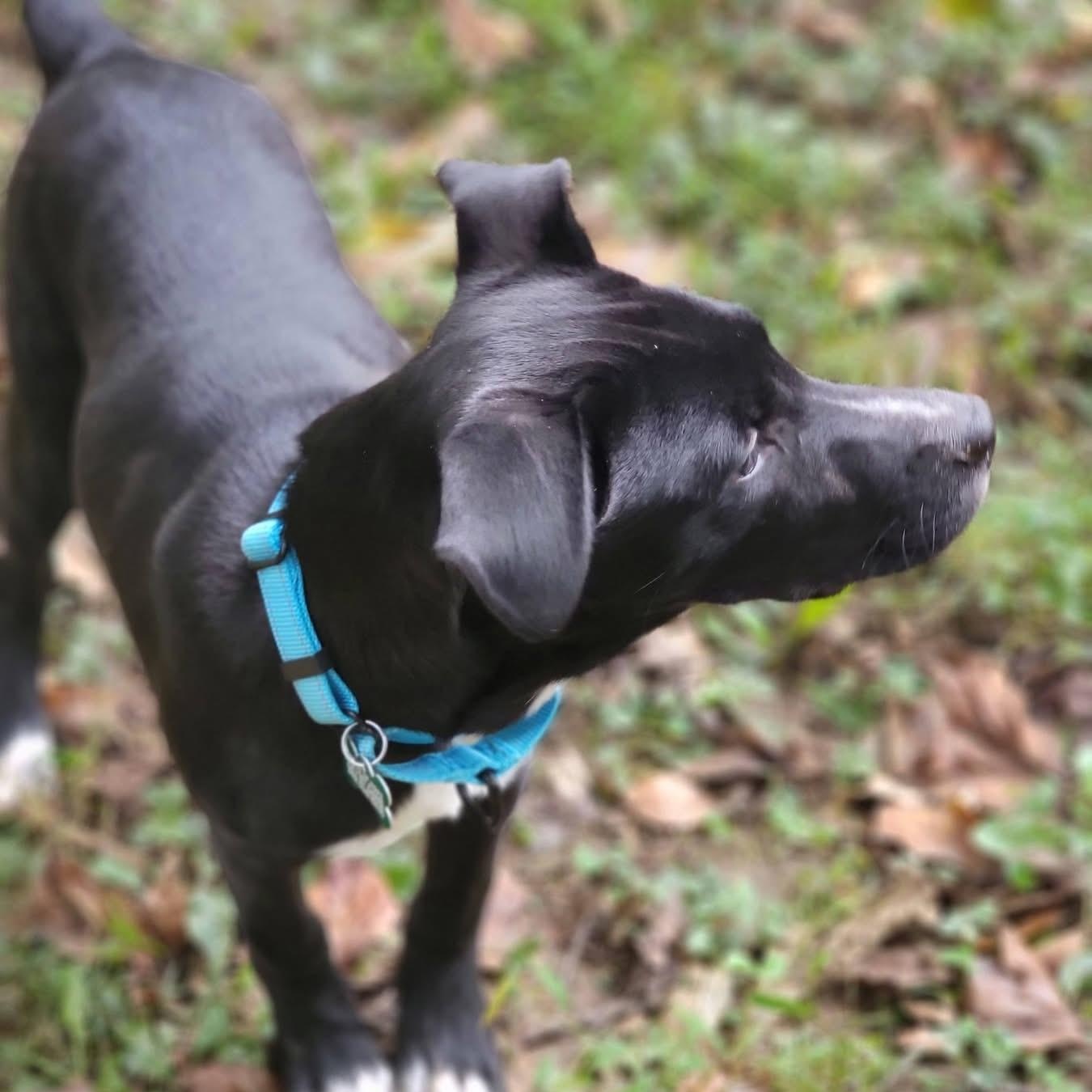 Enlarge Jet, a Adoptable mixed breed in Elkton, MD image 3/4