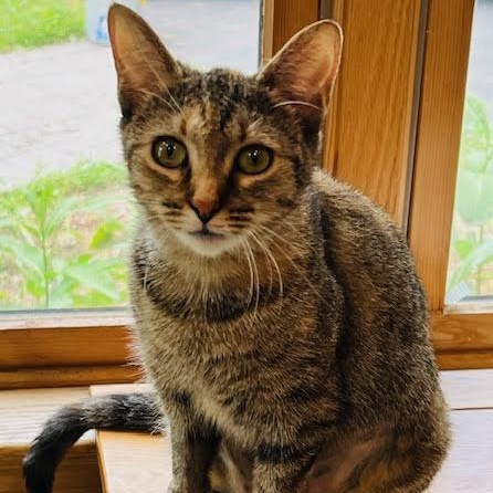 Enlarge Margaret, a ADOPTABLE Torbie in Rochester, NY image 3/3