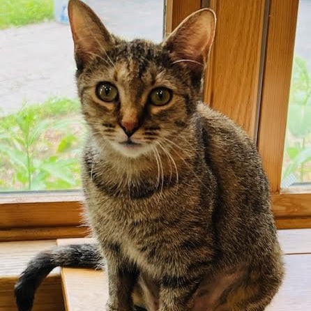 Enlarge Margaret, a Adoptable Torbie in Rochester, NY image 6/6