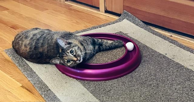 Enlarge Margaret, a Adoptable Torbie in Rochester, NY image 2/6