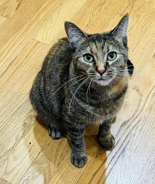 Enlarge Margaret, a Adoptable Torbie in Rochester, NY image 1/6