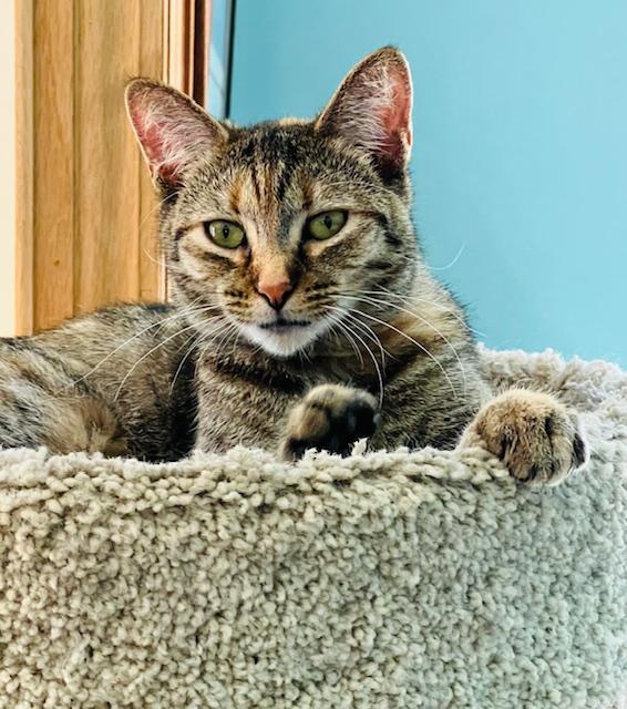 Enlarge Margaret, a ADOPTABLE Torbie in Rochester, NY image 1/3
