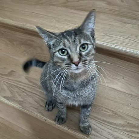 Enlarge Margaret, a Adoptable Torbie in Rochester, NY image 4/6