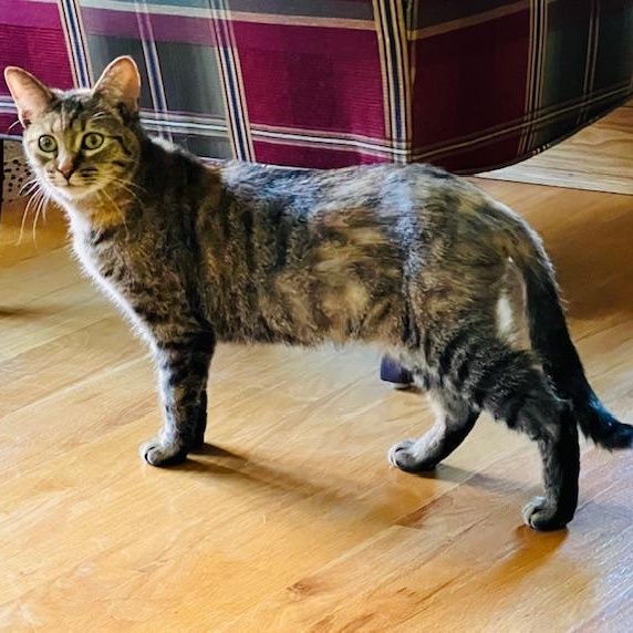 Enlarge Margaret, a ADOPTABLE Torbie in Rochester, NY image 2/3