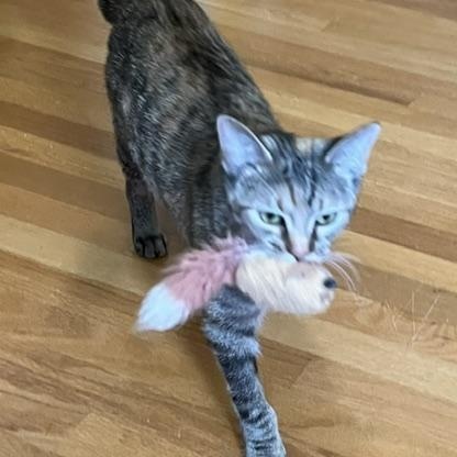 Enlarge Margaret, a Adoptable Torbie in Rochester, NY image 5/6