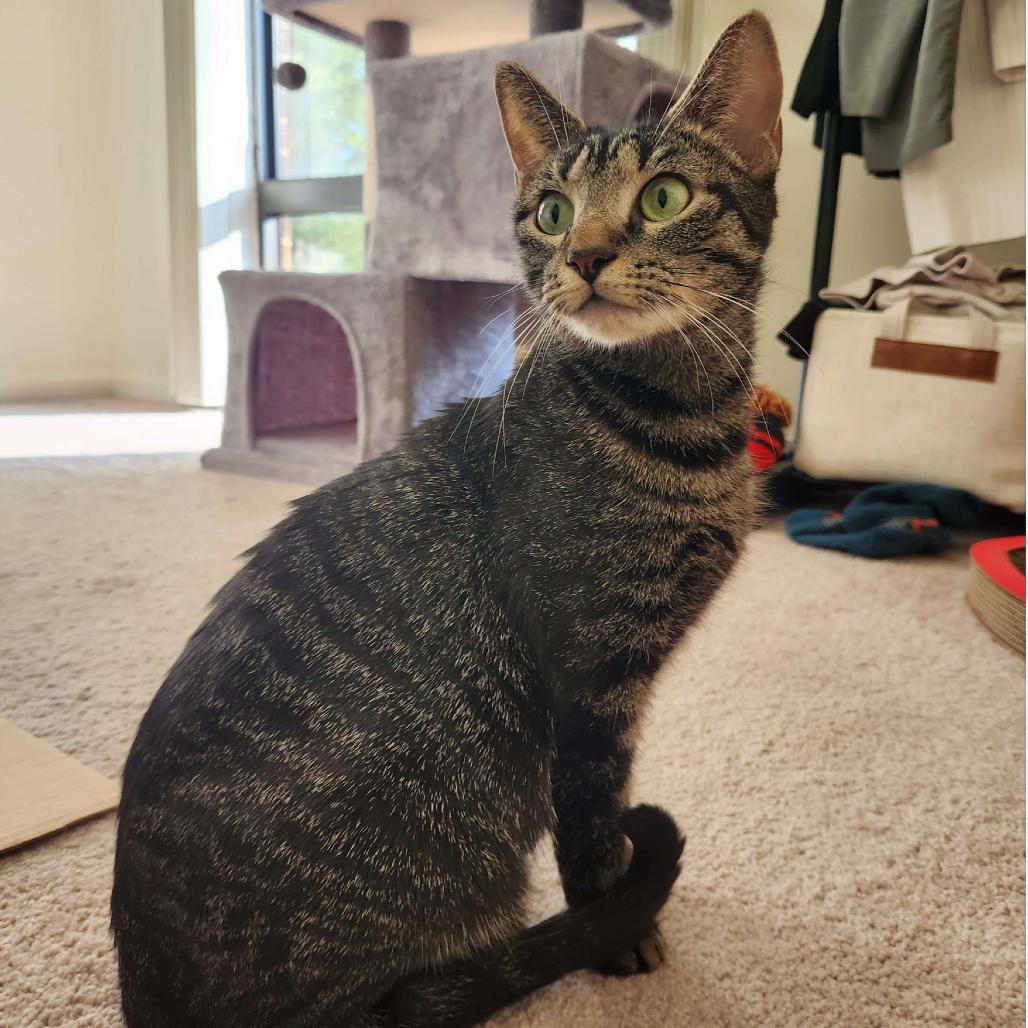 Enlarge Ruby King, a Adoptable Domestic Short Hair in Merrifield, VA image 1/6