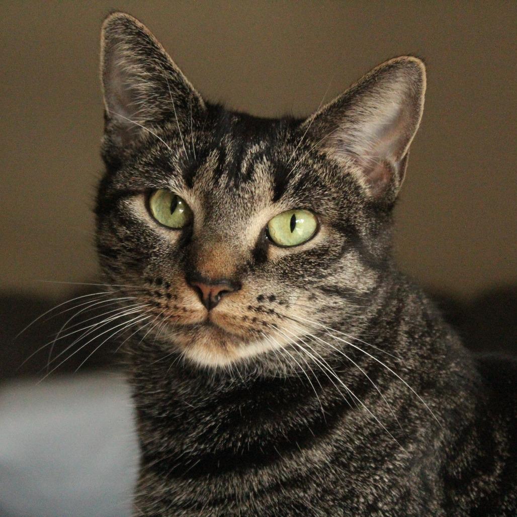 Ruby King, Adoptable, Adult Female Domestic Short Hair.