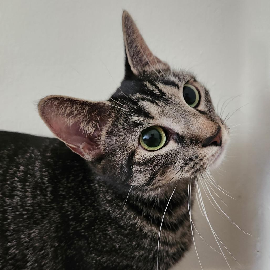 Enlarge Ruby King, a Adoptable Domestic Short Hair in Merrifield, VA image 3/6