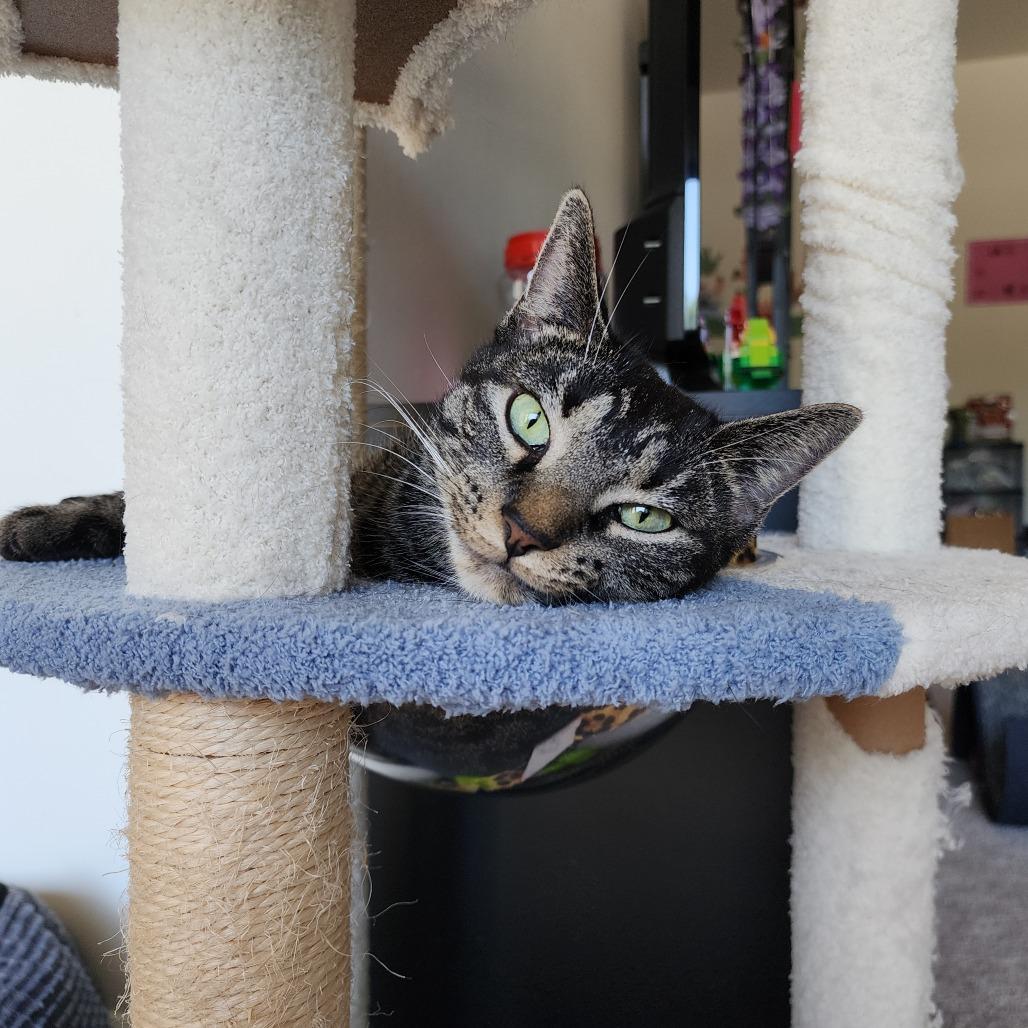 Enlarge Ruby King, a Adoptable Domestic Short Hair in Merrifield, VA image 4/6