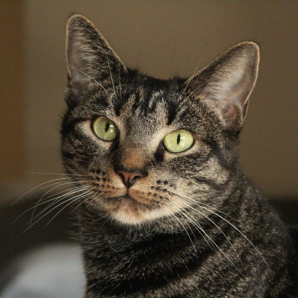 Enlarge Ruby King, a Adoptable Domestic Short Hair in Merrifield, VA image 5/6