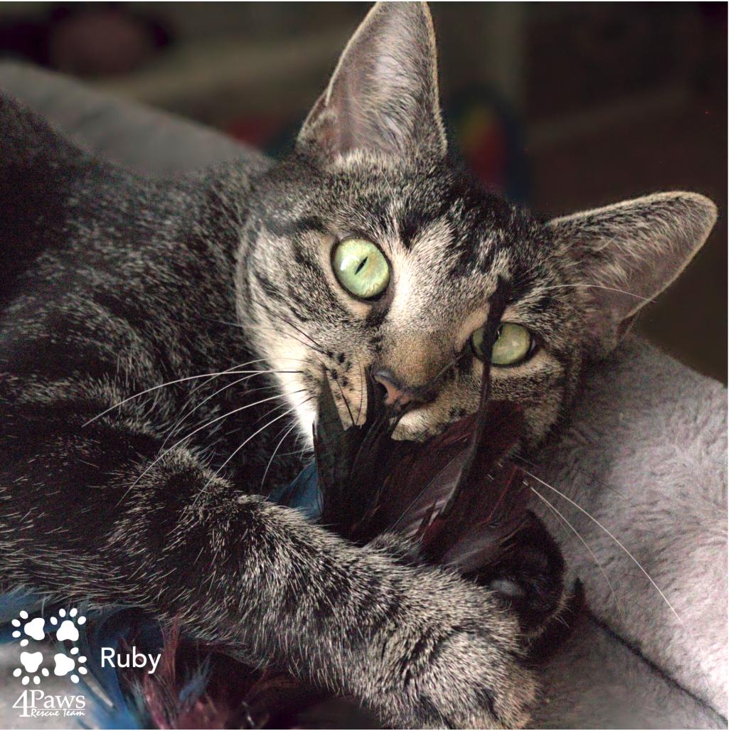 Enlarge Ruby King, a Adoptable Domestic Short Hair in Merrifield, VA image 6/6