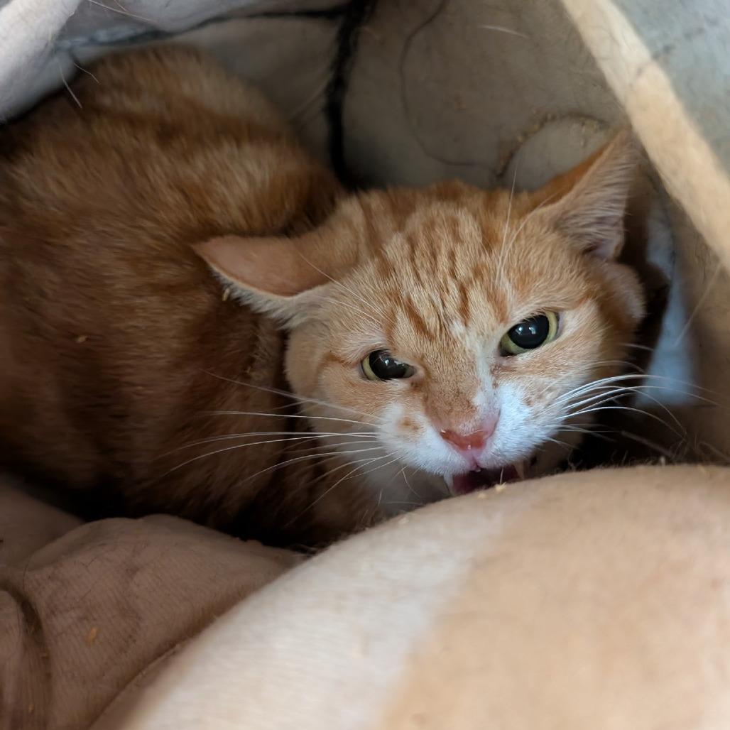 Enlarge Obie, a Adoptable Domestic Short Hair in Waynesboro, PA image 1/1