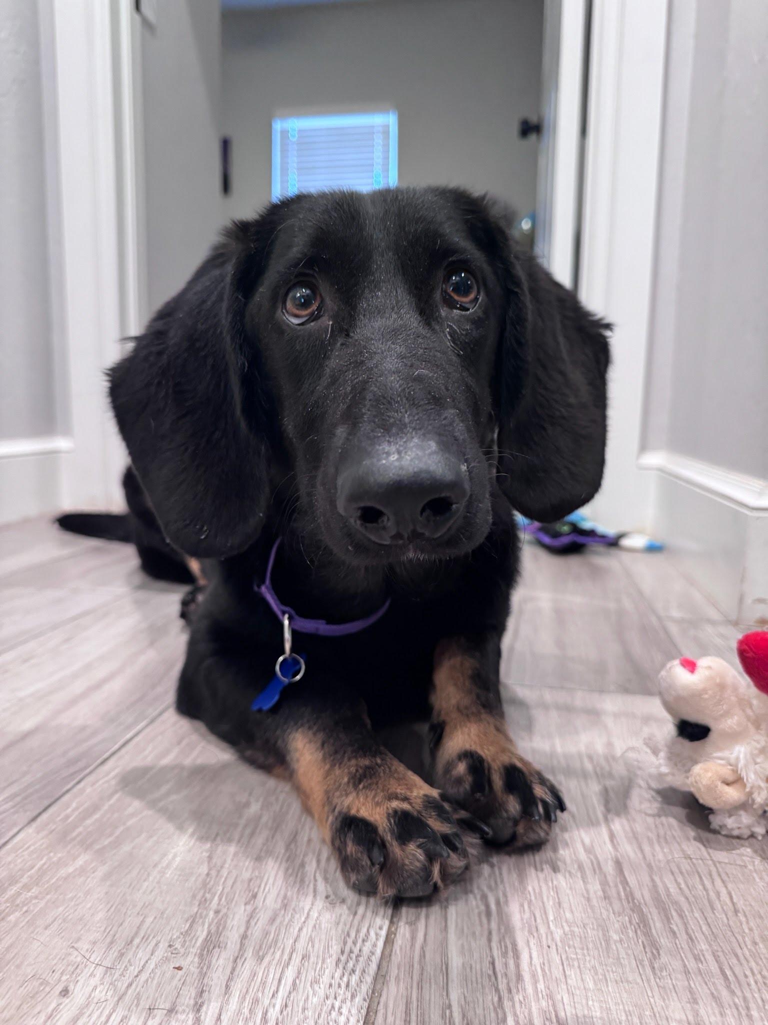 Mabel, Adoptable, Young Female Basset Hound.