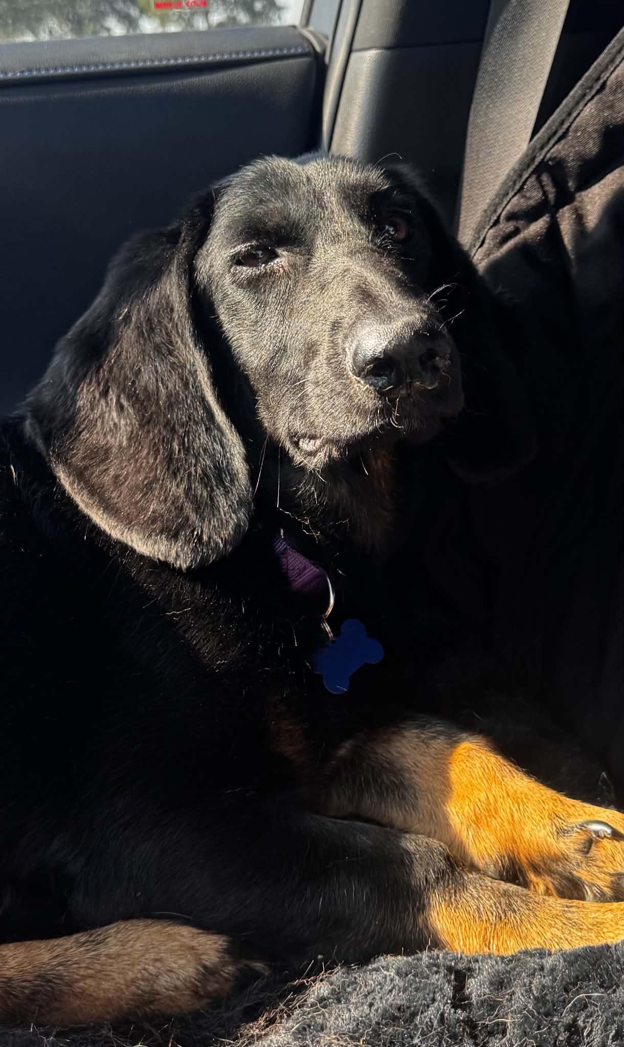 Mabel, a Adoptable mixed breed in TULSA, OK image 2/5