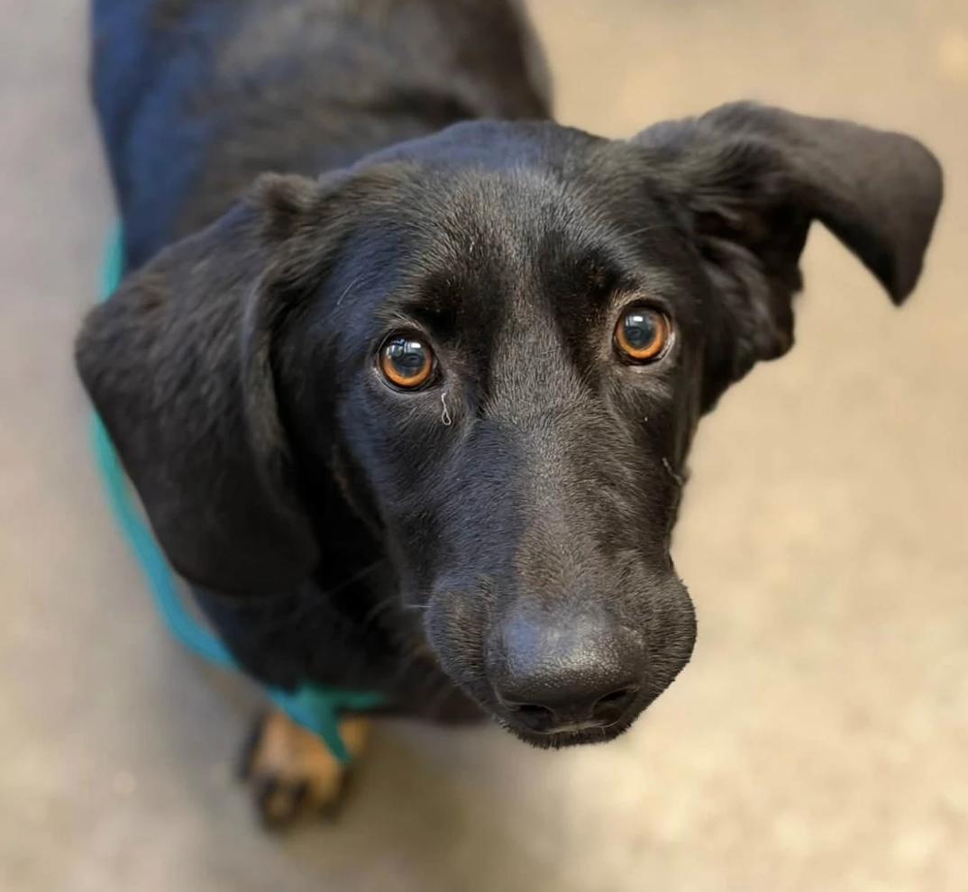 Mabel, a Adoptable mixed breed in TULSA, OK image 4/5