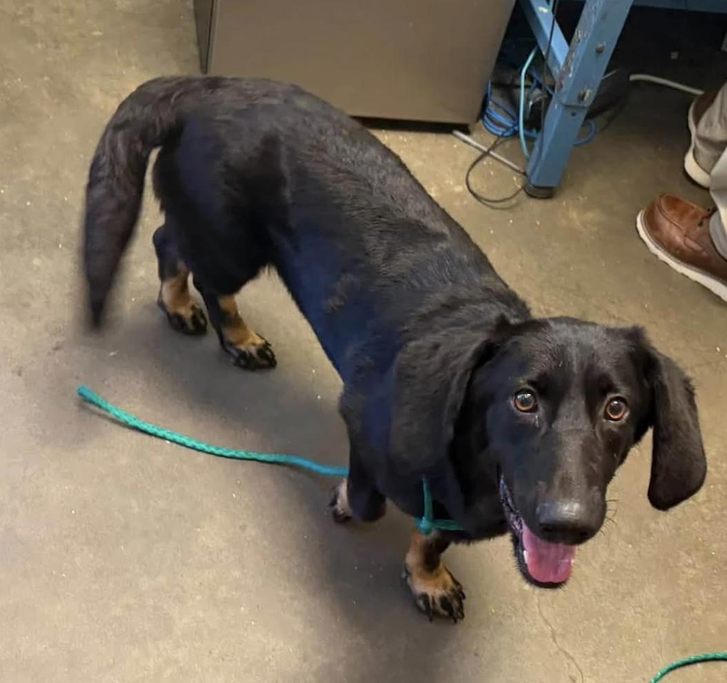Mabel, a Adoptable mixed breed in TULSA, OK image 5/5