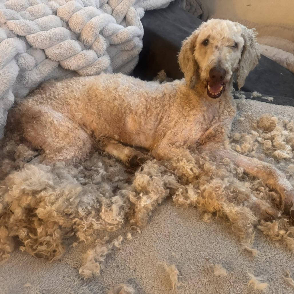 String Bean, a Adoptable Standard Poodle in Ramona, CA image 1/6