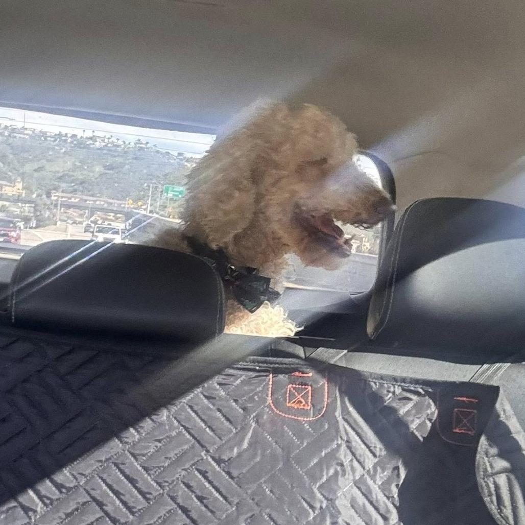 String Bean, a Adoptable Standard Poodle in Ramona, CA image 2/6