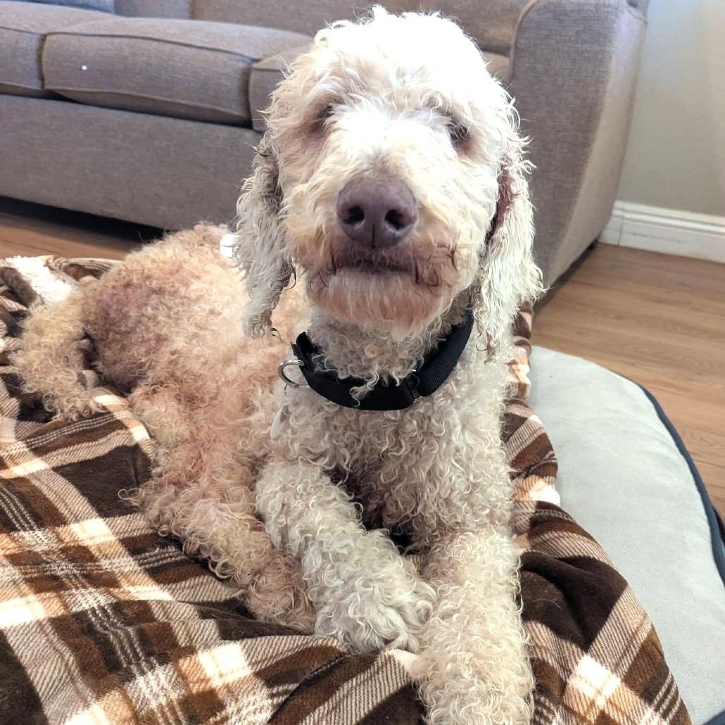 String Bean, a Adoptable Standard Poodle in Ramona, CA image 3/6