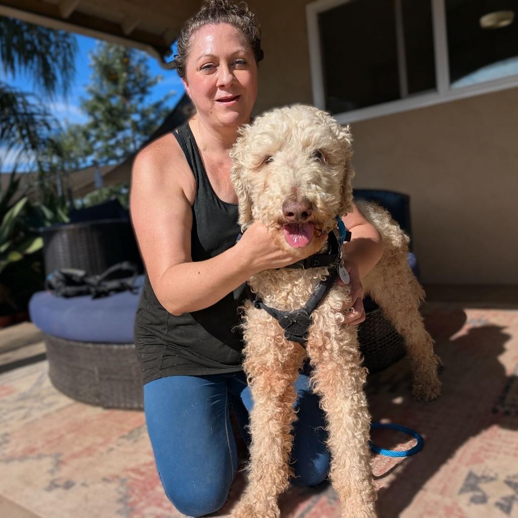 String Bean, a Adoptable Standard Poodle in Ramona, CA image 4/6